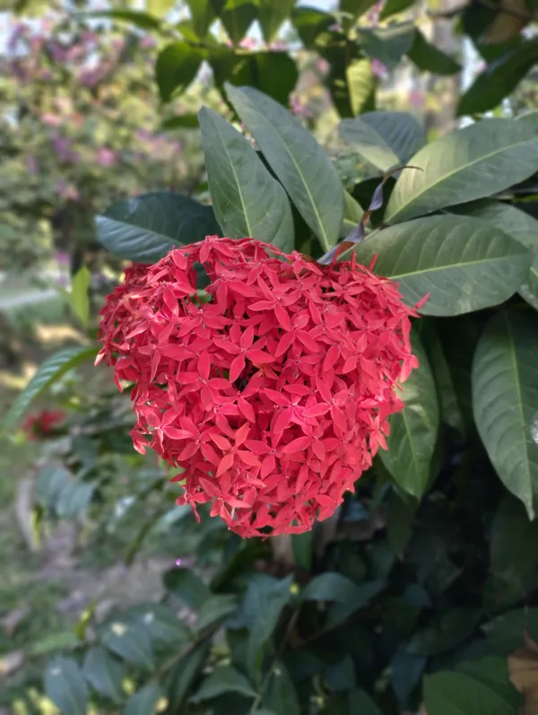 Ixora_Plant_(Hybrid,_Pack_of_1)