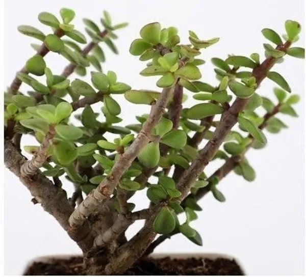 Jade_Plant_(Hybrid,_Pack_of_1)