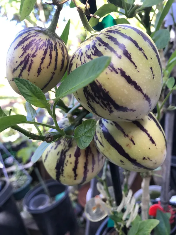 Papaya_Plant_(Hybrid,_Pack_of_1)