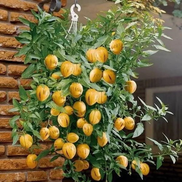 Papaya_Plant_(Hybrid,_Pack_of_1)