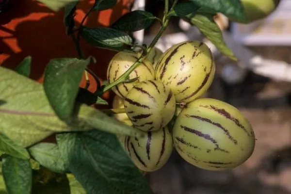 Papaya_Plant_(Hybrid,_Pack_of_1)