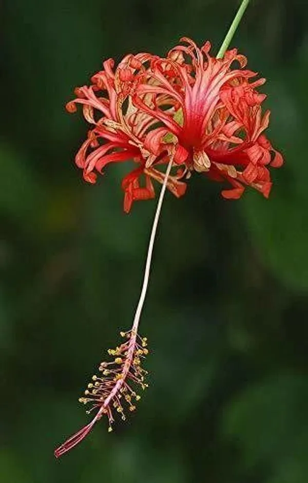 Hibiscus_Plant_(Hybrid,_Pack_of_1)