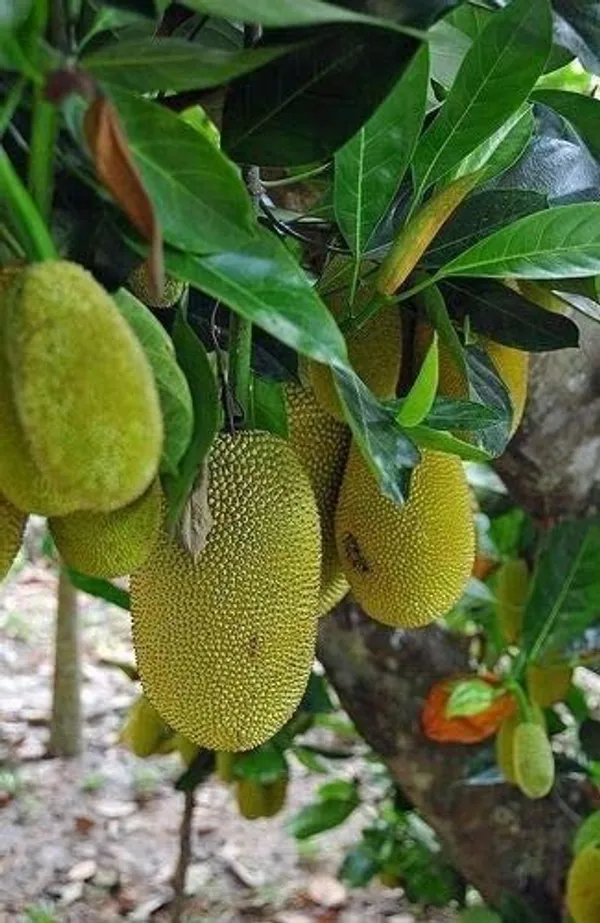 Jack_Fruit_Plant_(Hybrid,_Pack_of_1)