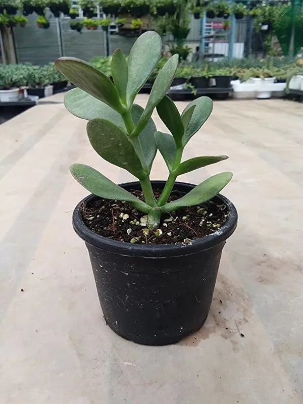 Crassula_Bonsai_Plant_(Hybrid,_Pack_of_1)