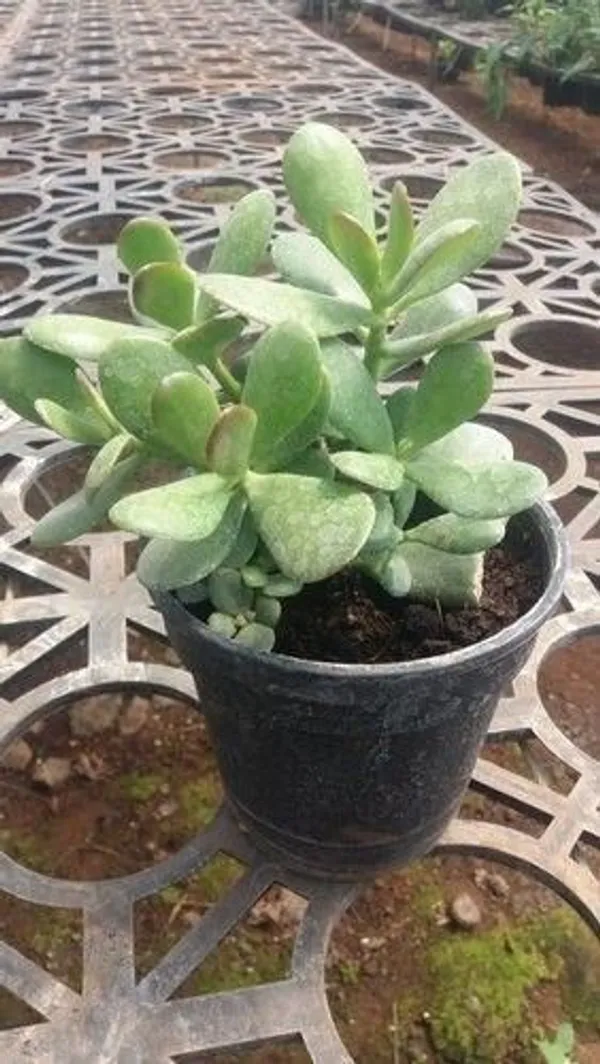 Crassula_Bonsai_Plant_(Hybrid,_Pack_of_1)