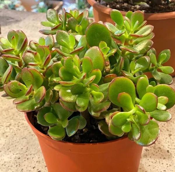 Jade_Plant_(Hybrid,_Pack_of_1)