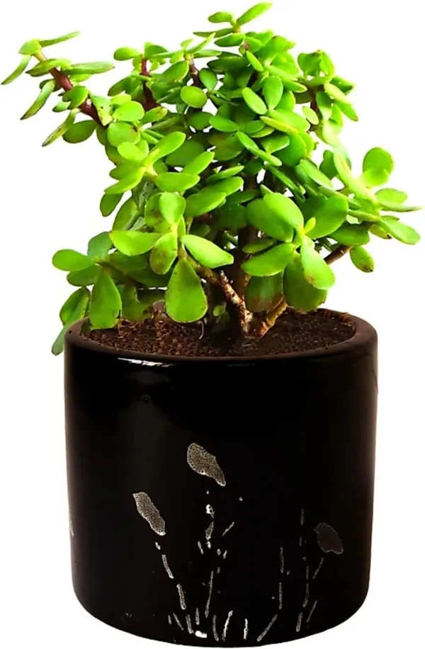 Jade_Plant_(Hybrid,_Pack_of_1)