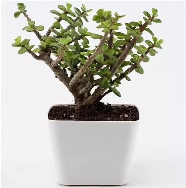 Jade_Plant_(Hybrid,_Pack_of_1)