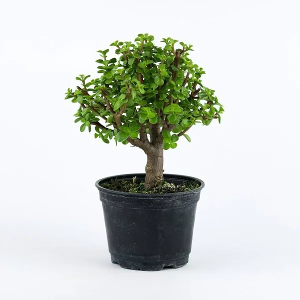 Jade_Plant_(Hybrid,_Pack_of_1)