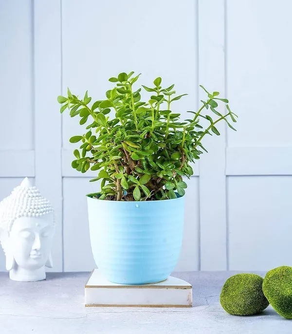Jade_Plant_(Hybrid,_Pack_of_1)