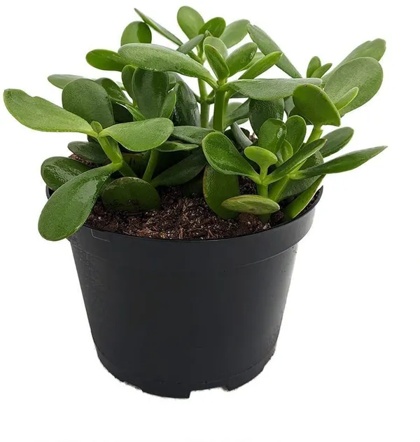 Jade_Plant_(Hybrid,_Pack_of_1)
