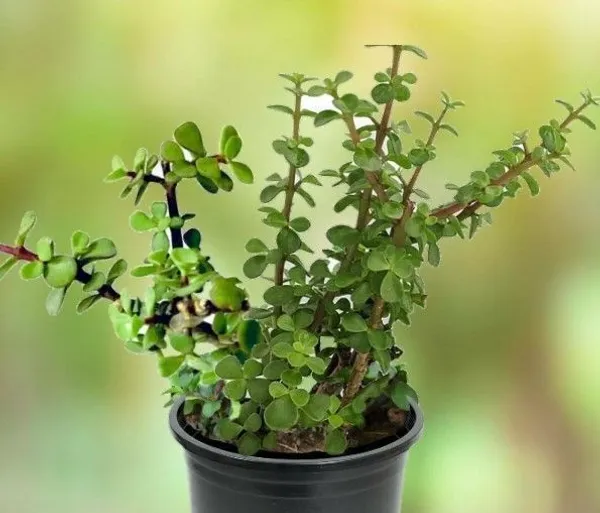 Jade_Plant_(Hybrid,_Pack_of_1)