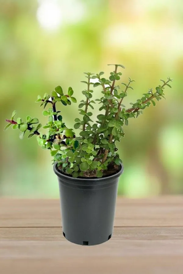 Jade_Plant_(Hybrid,_Pack_of_1)
