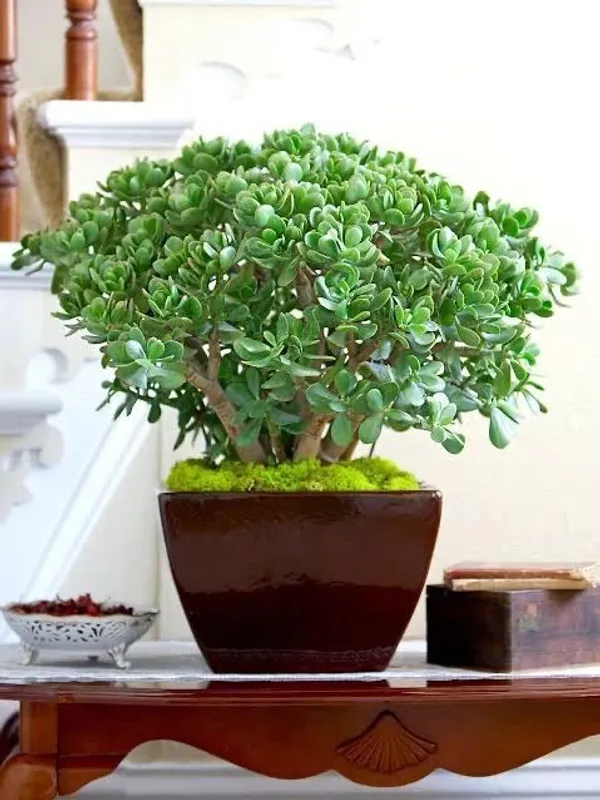 Jade_Plant_(Hybrid,_Pack_of_1)
