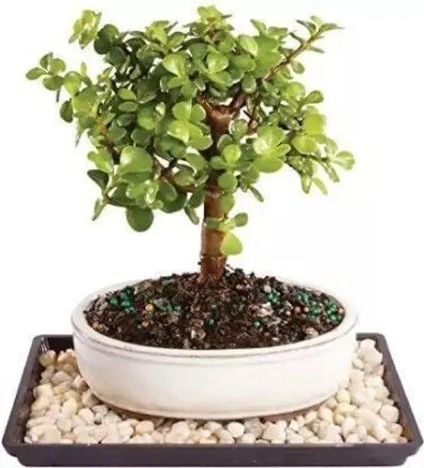 Jade_Plant_(Hybrid,_Pack_of_1)