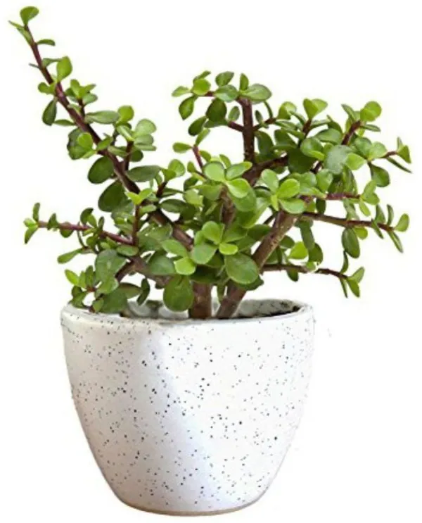 Jade_Plant_(Hybrid,_Pack_of_1)