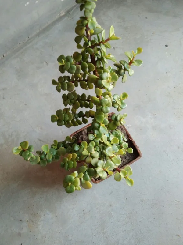 Jade_Plant_(Hybrid,_Pack_of_1)