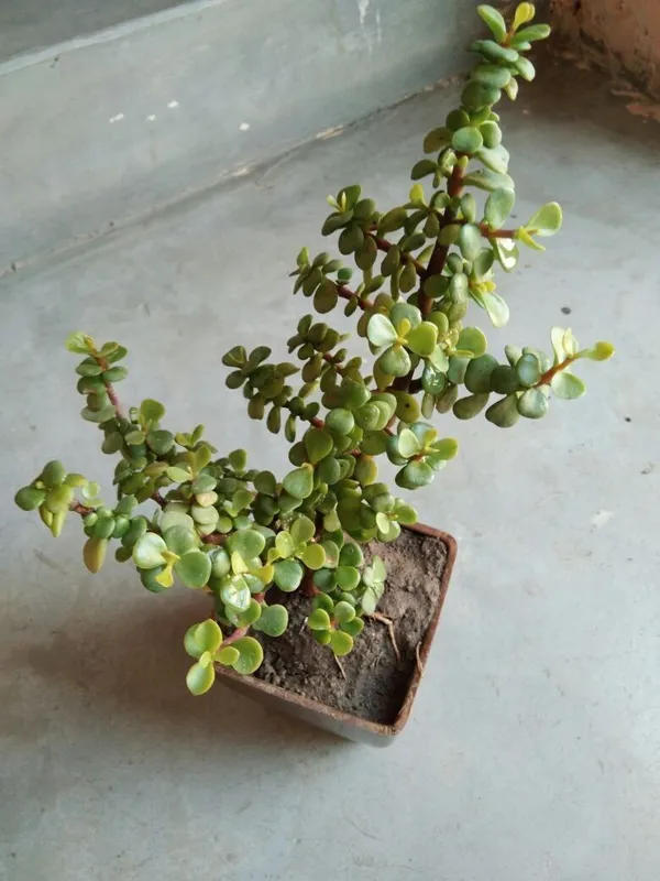 Jade_Plant_(Hybrid,_Pack_of_1)