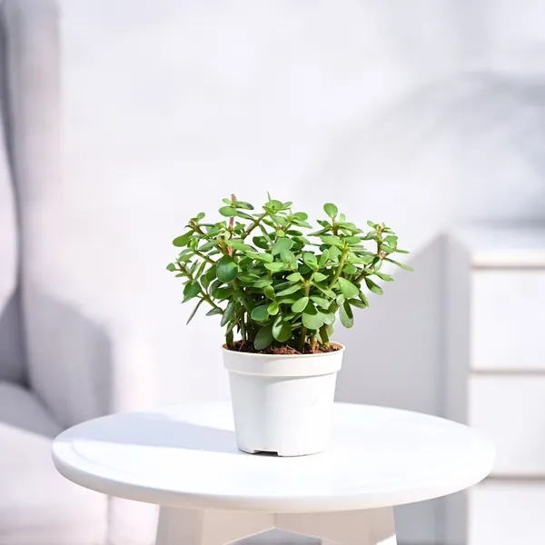 Jade_Plant_(Hybrid,_Pack_of_1)