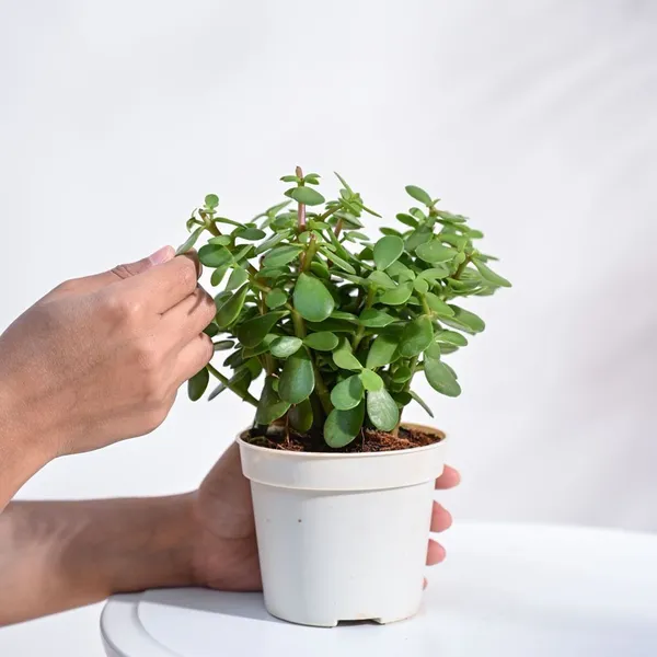 Jade_Plant_(Hybrid,_Pack_of_1)