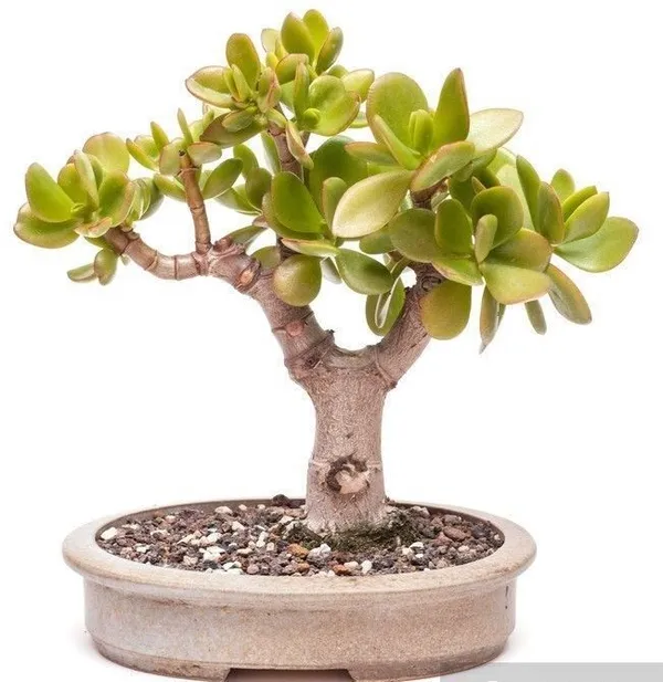 Crassula_Plant_(Hybrid,_Pack_of_1)