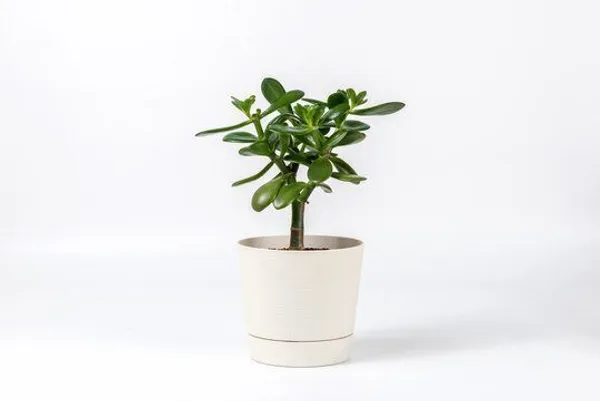 Jade_Plant_(Hybrid,_Pack_of_1)