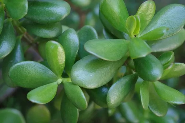 Jade_Plant_(Hybrid,_Pack_of_1)