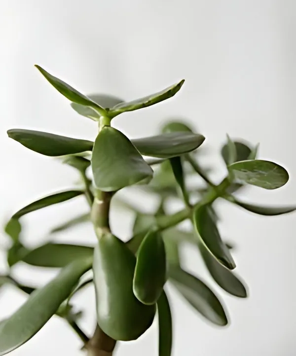 Crasulla_Ovata_Plant_(Hybrid,_Pack_of_1)