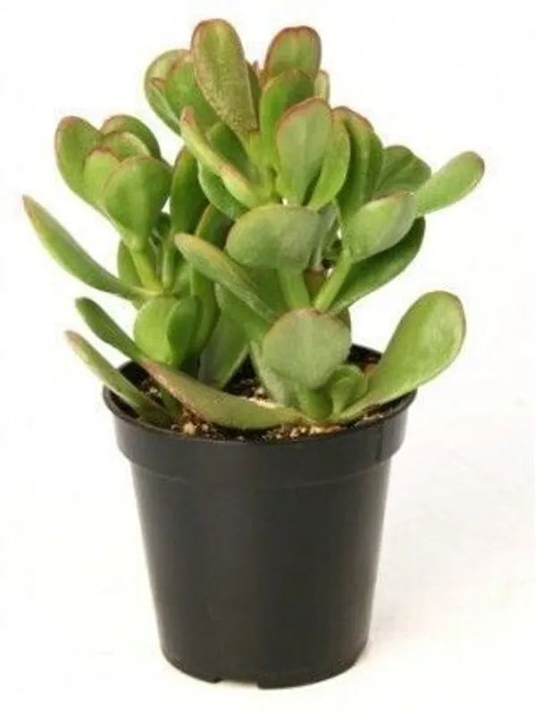 Crassula_Plant_(Hybrid,_Pack_of_1)