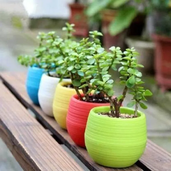 Jade_Plant_(Hybrid,_Pack_of_1)