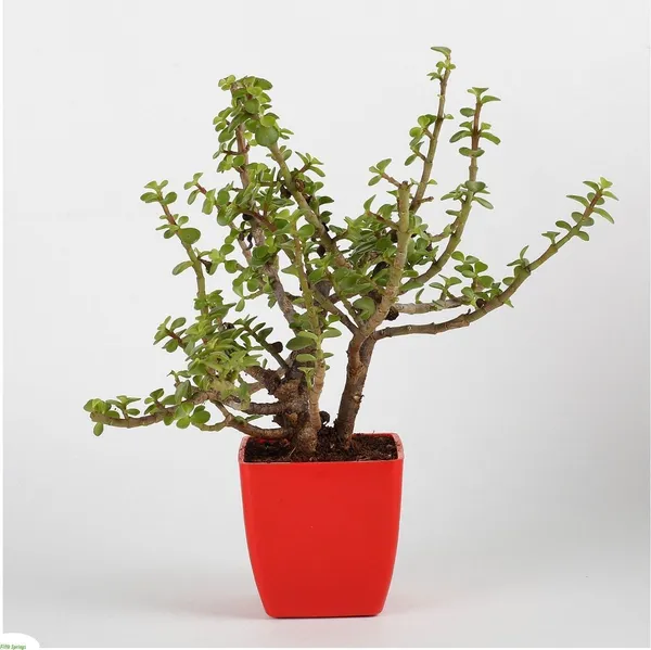 Jade_Plant_(Hybrid,_Pack_of_1)