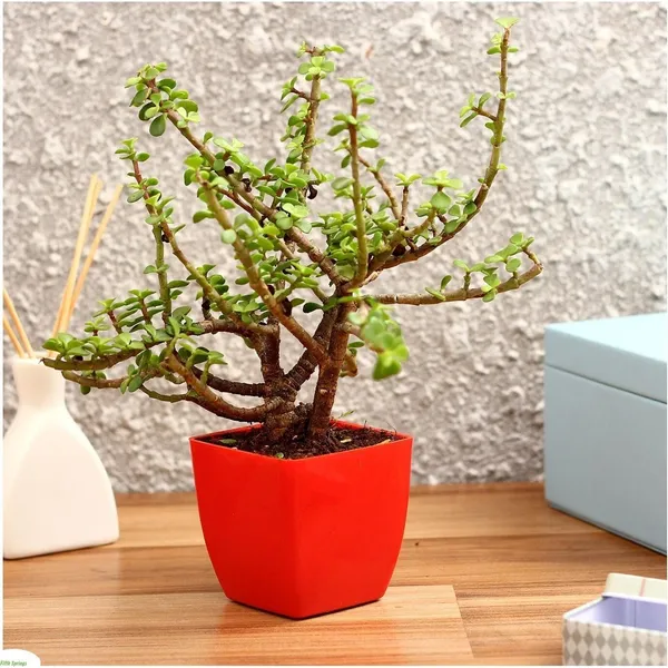 Jade_Plant_(Hybrid,_Pack_of_1)