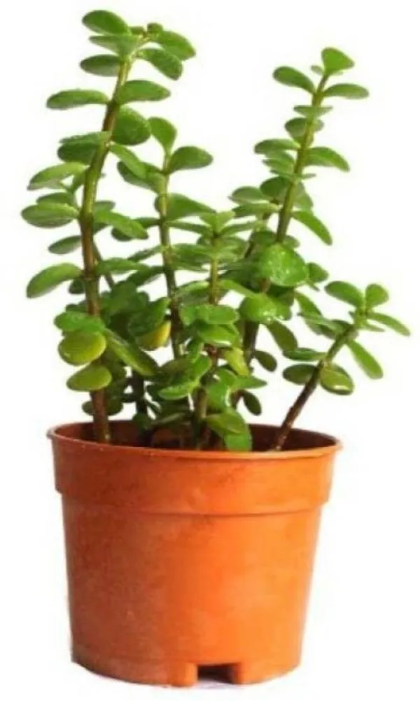 Jade_Plant_(Hybrid,_Pack_of_1)