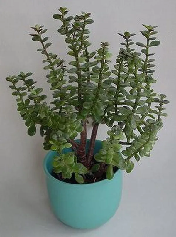 Jade_Plant_(Hybrid,_Pack_of_1)
