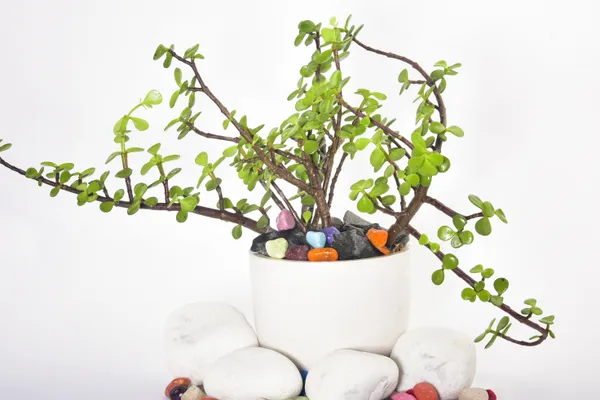 Jade_Plant_(Hybrid,_Pack_of_1)
