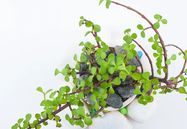 Jade_Plant_(Hybrid,_Pack_of_1)