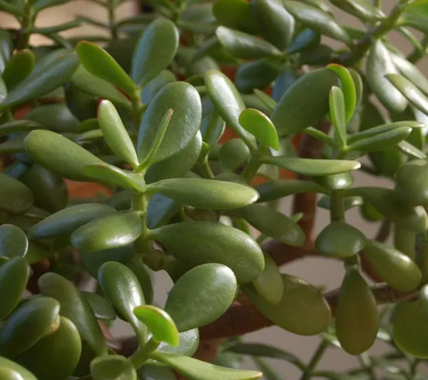 Jade_Plant_(Hybrid,_Pack_of_1)
