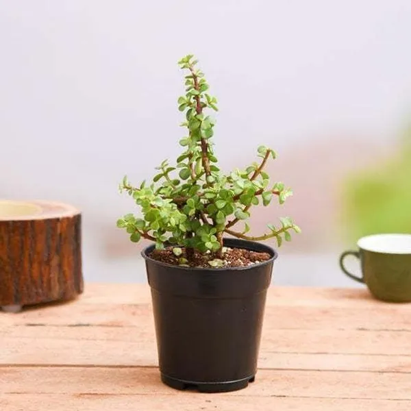 Jade_Plant_(Hybrid,_Pack_of_1)