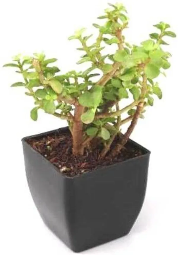 Jade_Plant_(Hybrid,_Pack_of_1)