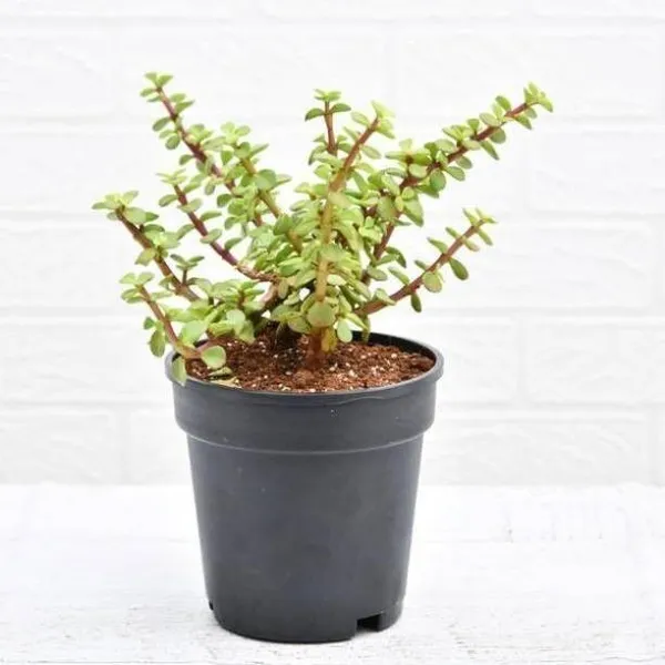 Jade_Plant_(Hybrid,_Pack_of_1)