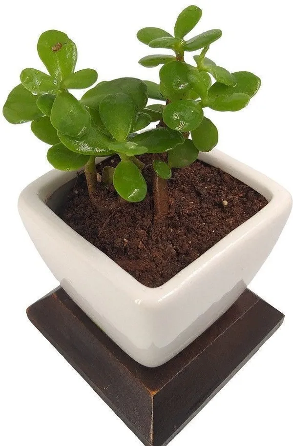 Jade_Plant_(Hybrid,_Pack_of_1)