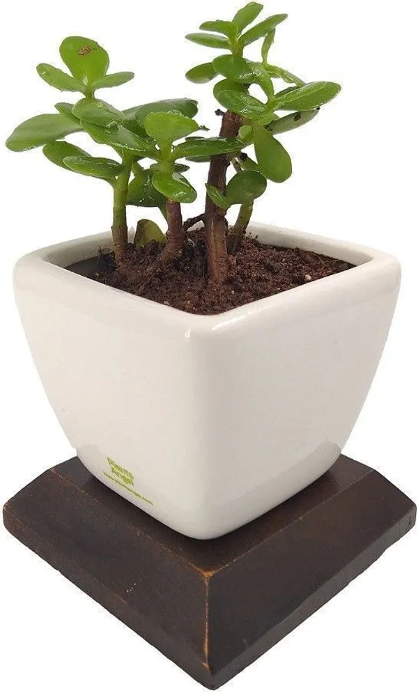 Jade_Plant_(Hybrid,_Pack_of_1)