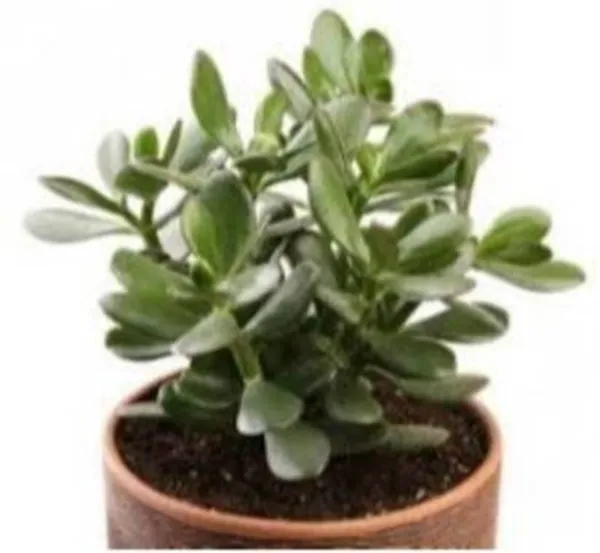 Jade_Plant_(Hybrid,_Pack_of_1)