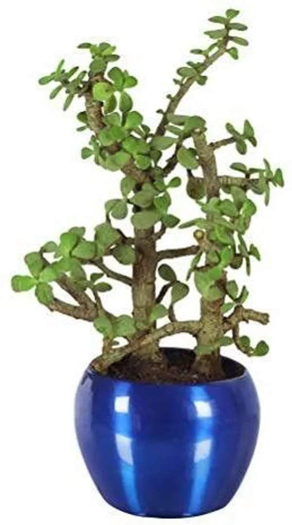 Pomegranate_Plant_(Hybrid,_Pack_of_1)