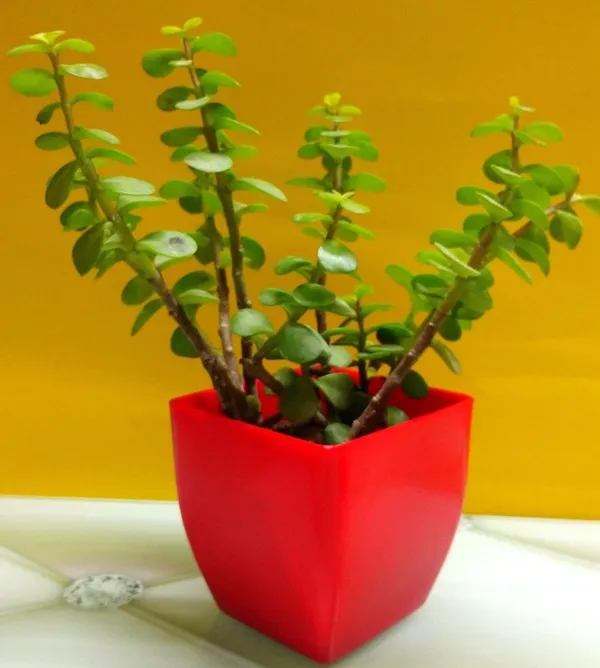 Jade_Plant_(Hybrid,_Pack_of_1)