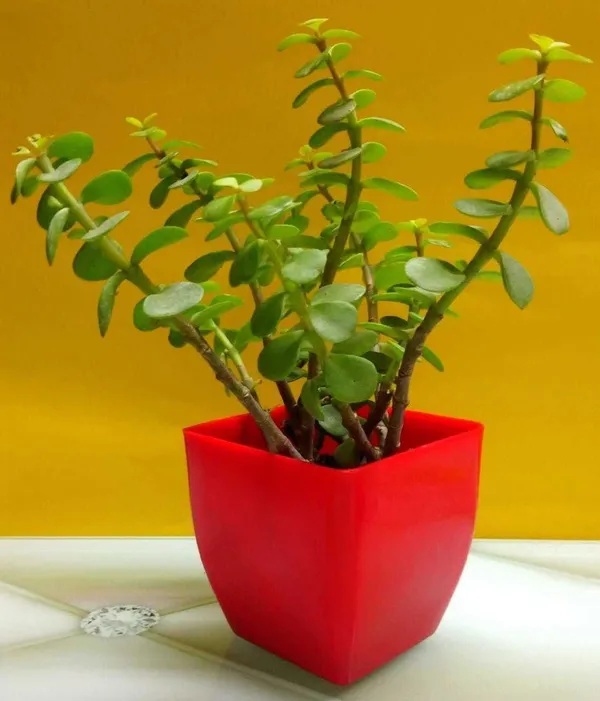 Jade_Plant_(Hybrid,_Pack_of_1)