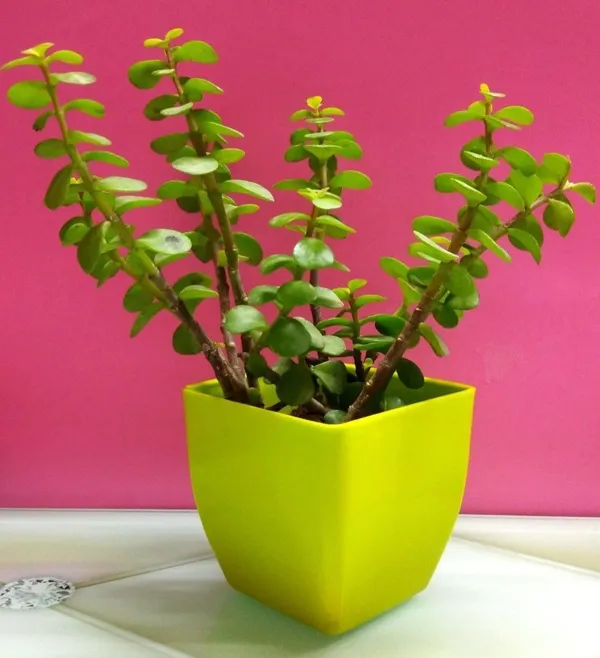 Jade_Plant_(Hybrid,_Pack_of_1)