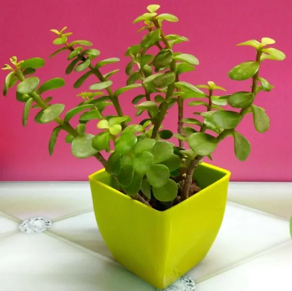 Jade_Plant_(Hybrid,_Pack_of_1)