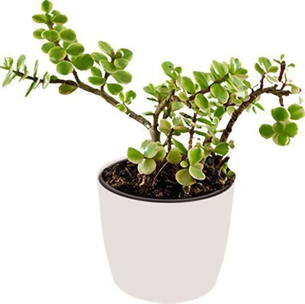 Jade_Plant_(Hybrid,_Pack_of_1)