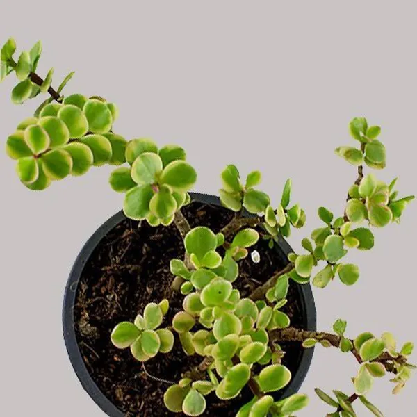 Jade_Plant_(Hybrid,_Pack_of_1)